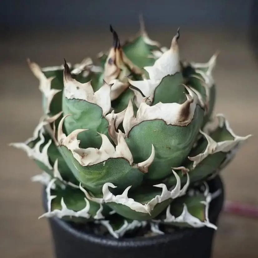 986】アガベ チタノタ レッドキャットウィーズル 赤猫 Red catweezle