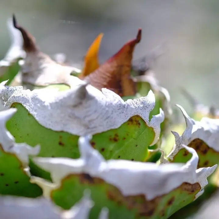 【中株】アガベ チタノタ オテロイ 清櫻　セオ　SEO 育成株-清櫻 Seoセオ アガベ オテロイ チタノタ - メルカリ