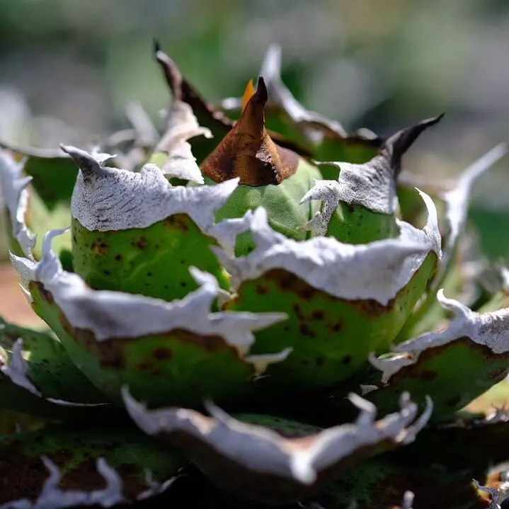 図鑑 – アガベ チタノタ 清櫻(セオ) – 品種紹介 – アガベ図鑑