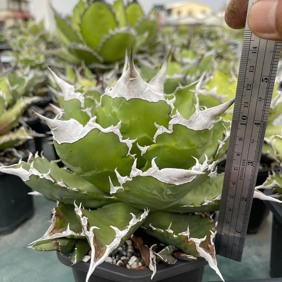 アガベ　チタノタ　ホワイトファイヤー　白火焔 アガベ チタノタ ホワイトファイヤー(白火焔)の特徴と育て方