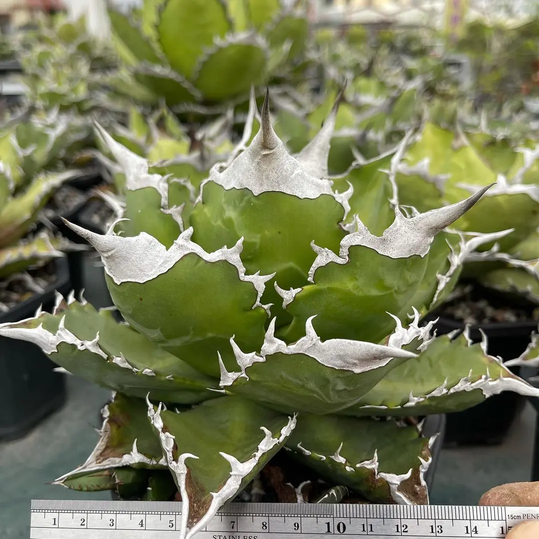 【親株】アガベ　チタノタ　 ホワイトファイアー agave titanota white fire/アガベ チタノタ ホワイトファイヤー【観葉