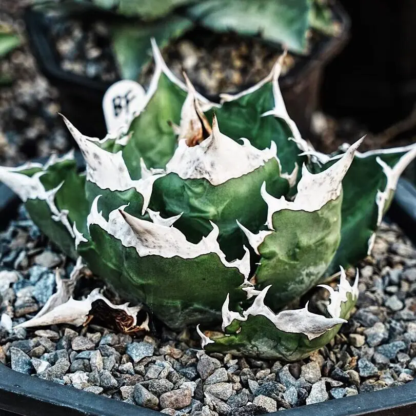 図鑑 -アガベ チタノタ ホワイトファイヤー(白火焔) – 品種紹介