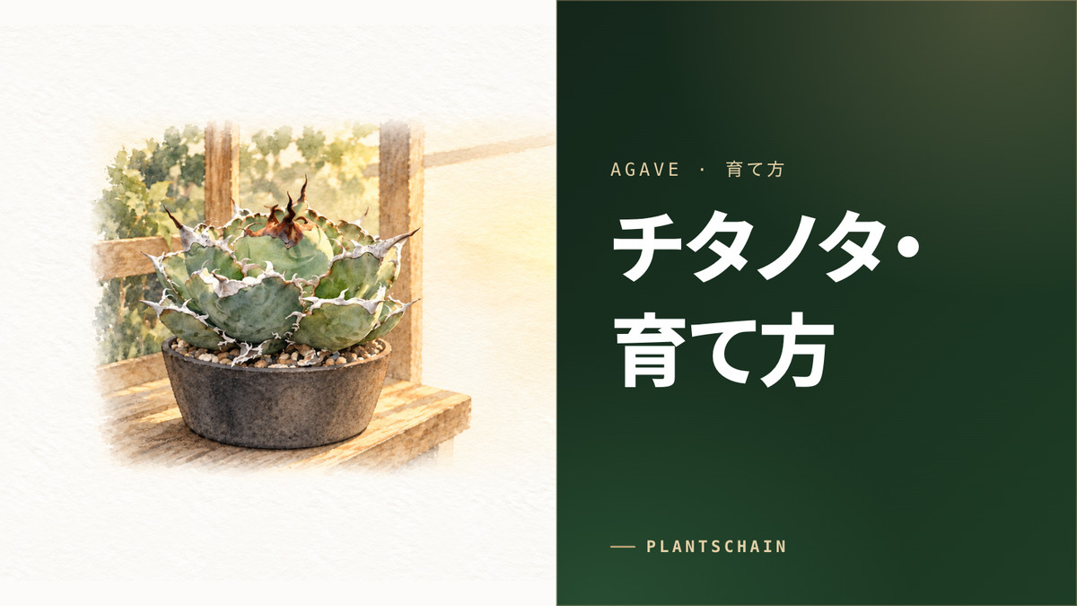 アガベ チタノタの育て方 完全ガイド｜徒長させず太く厳つく育てる