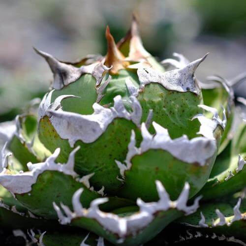 アガベ クラウン 皇冠