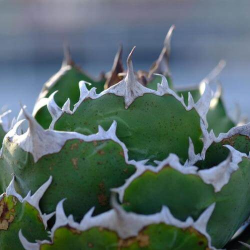 アガベ 近距離 チタノタ