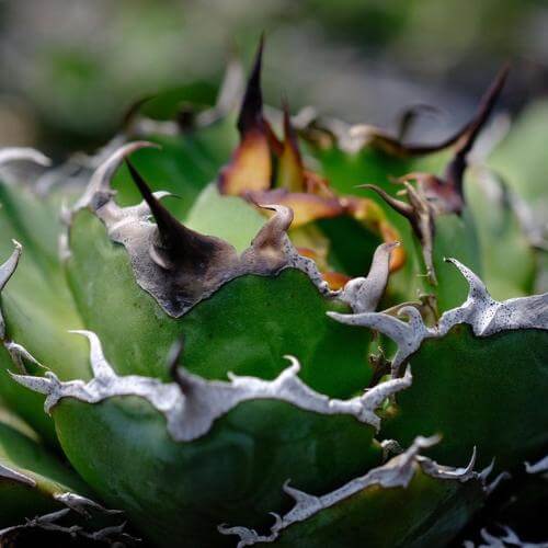 アガベ チタノタ 近距離 白鯨