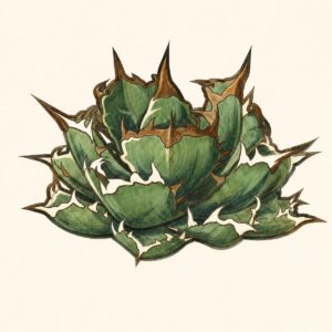 ナンバーワンの標本画(生成イラスト)