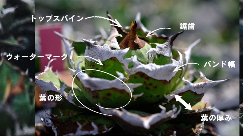 アガベ 部位名称 バンド幅 鋸歯
