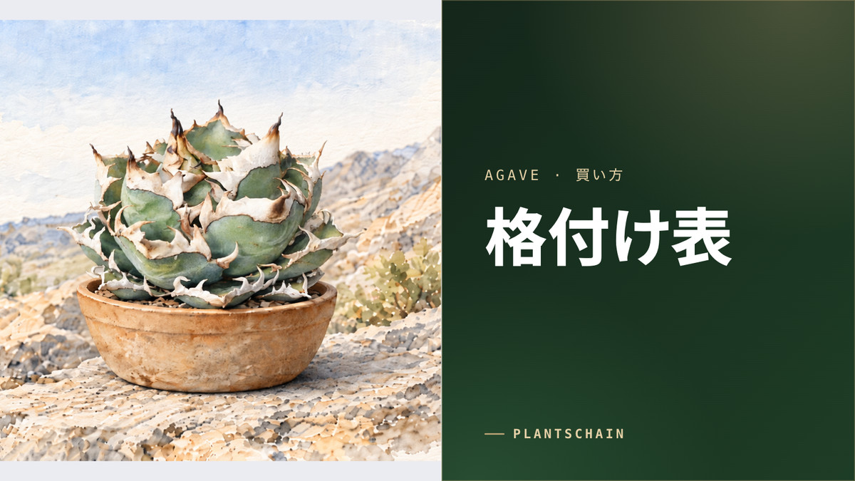 アガベ チタノタ格付けTier表｜全品種の価格と人気（2025年後半の集計）
