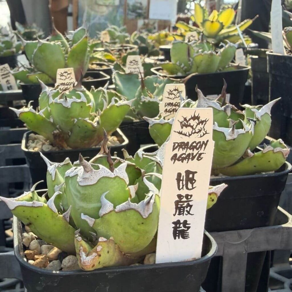 シマムラ園芸 姫厳竜