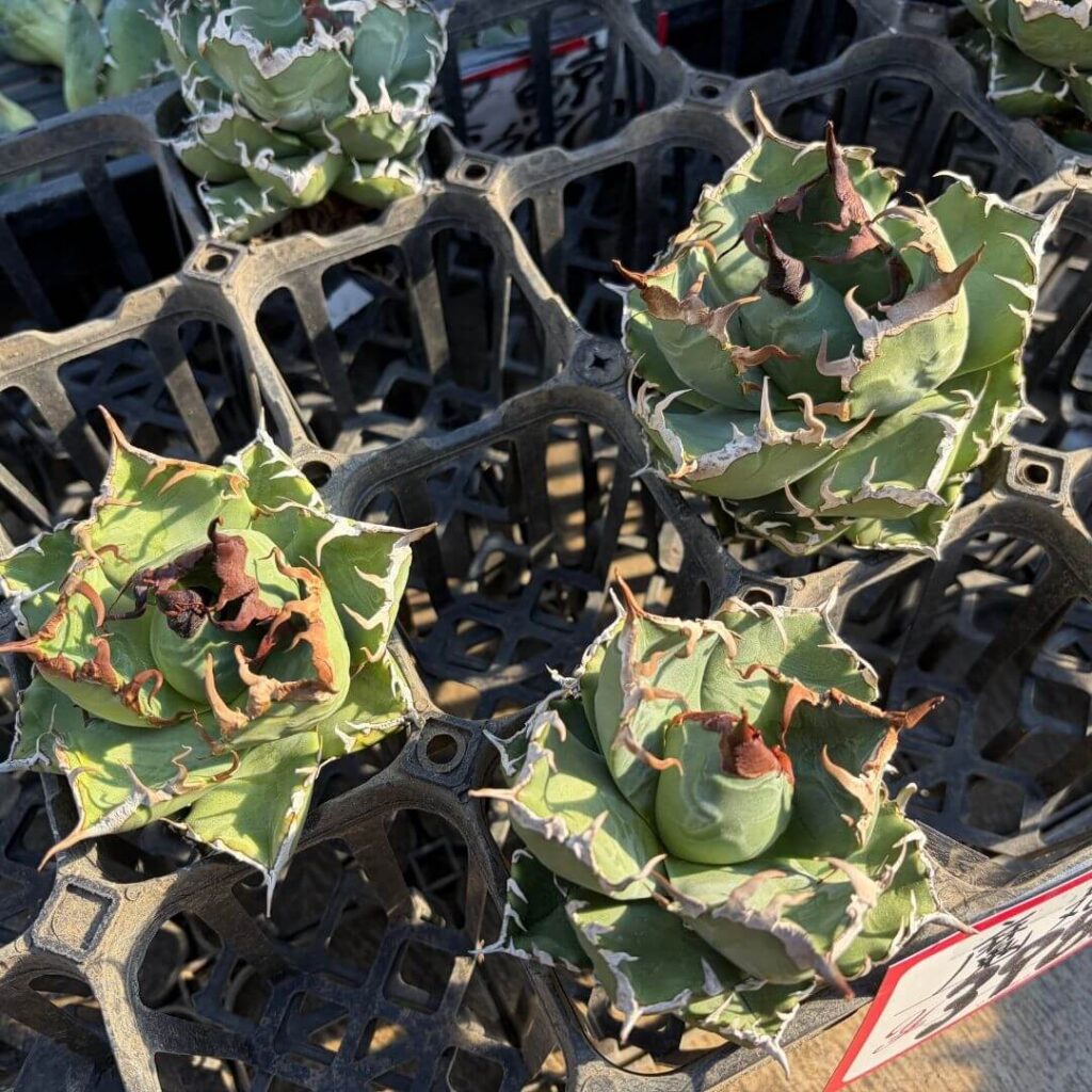 アガベ チタノタ 魔丸(Mamaru)の特徴と育て方｜悪魔的な丸さ