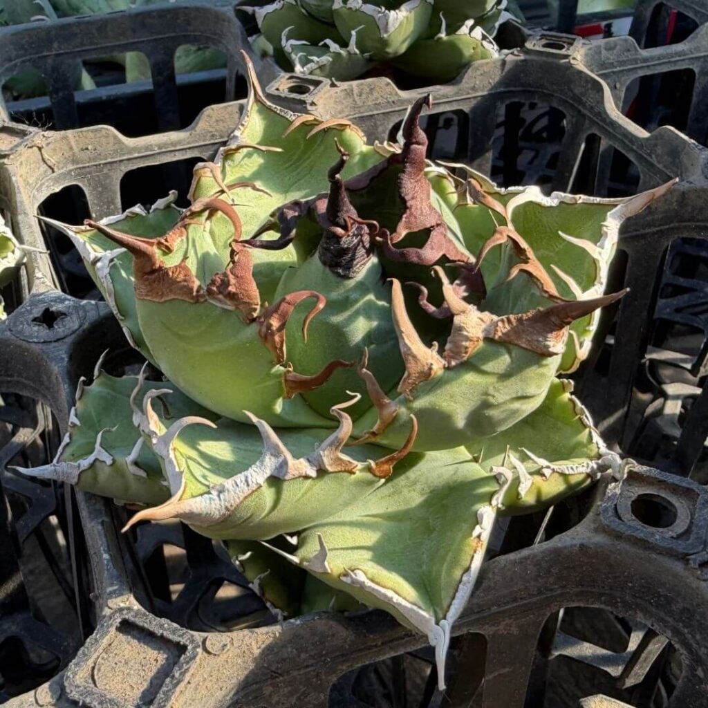 シマムラ園芸 魔丸