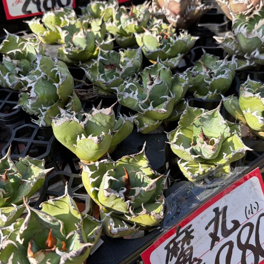 アガベ チタノタ 魔丸(Mamaru)の特徴と育て方｜悪魔的な丸さ