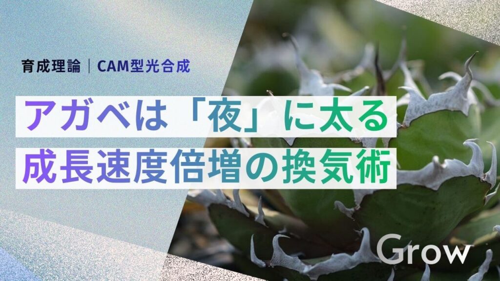 サブ： 育成理論｜CAM型光合成 メイン： アガベは「夜」に太る 成長速度倍増の換気術
