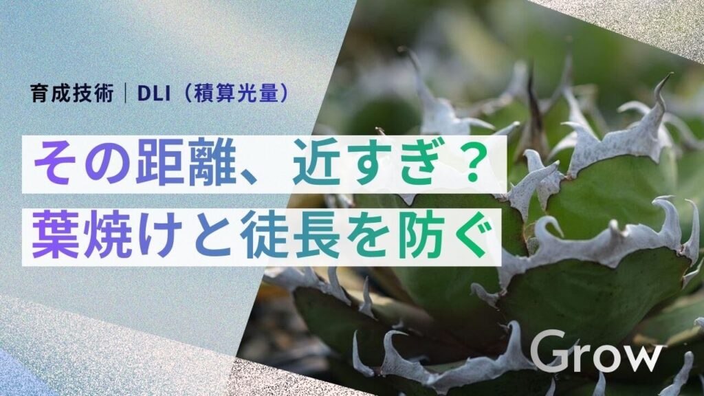 サブ： 育成技術｜DLI（積算光量） メイン： その距離、近すぎませんか 葉焼けと徒長を防ぐ数値