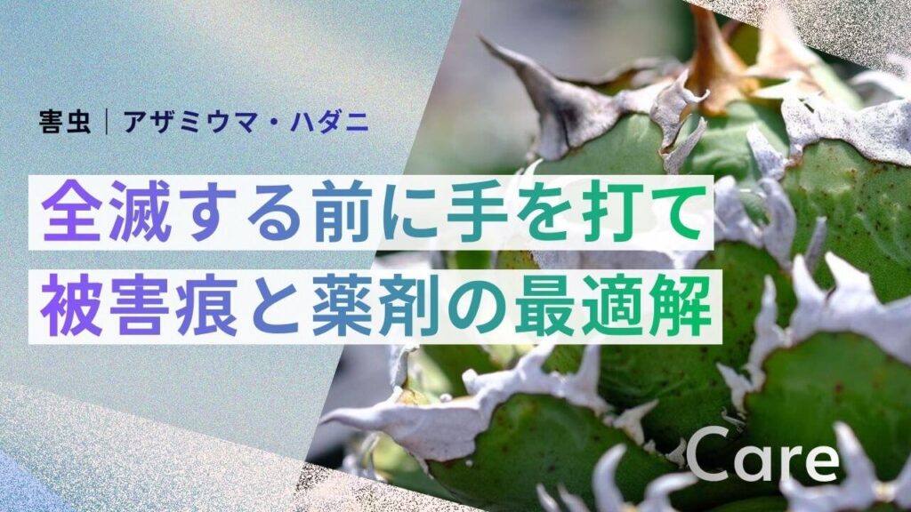 サブ： 害虫｜アザミウマ・ハダニ メイン： 全滅する前に手を打て 被害痕と薬剤の最適解