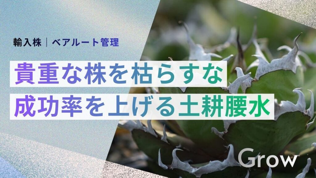 サブ： 輸入株｜ベアルート管理 メイン： 貴重な株を枯らすな 成功率を上げる土耕腰水