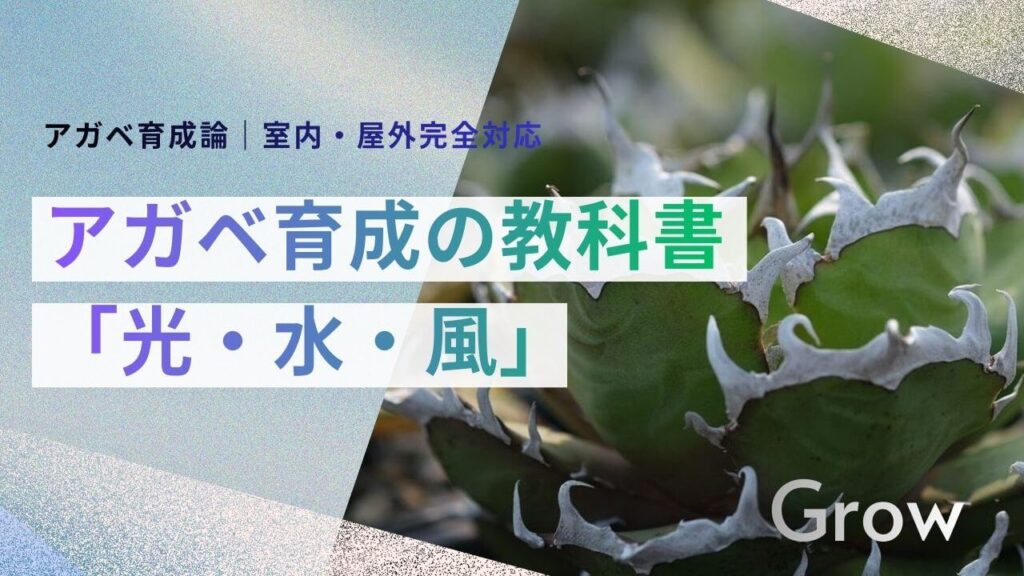 サブ： 2025年決定版｜室内・屋外完全対応 メイン： アガベ育成の教科書 キャッチ： 徒長させない「光・水・風」の黄金ルール