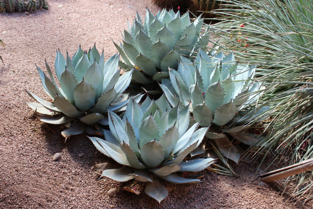 アガベ コロラータ(Agave colorata)の銀青色ロゼット。白粉を帯びた幅広葉のドライガーデン株