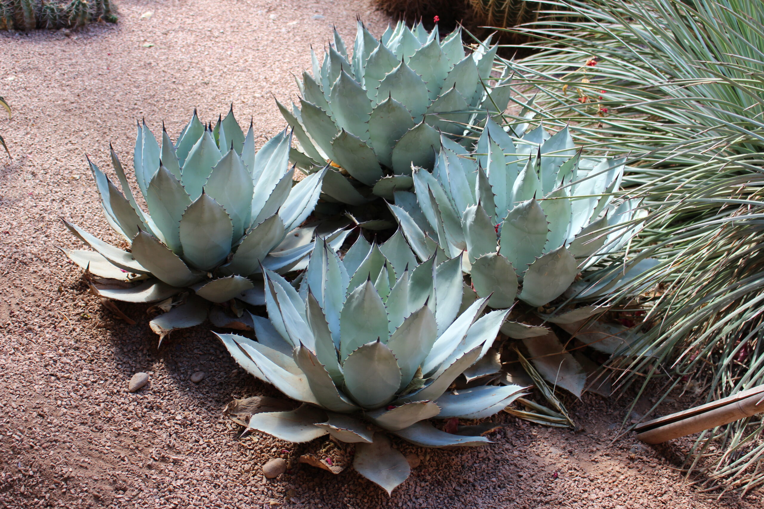 アガベ コロラータ(Agave colorata)の銀青色ロゼット。白粉を帯びた幅広葉のドライガーデン株