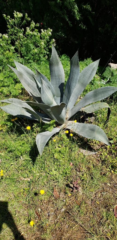 アガベ アメリカーナ(Agave americana)の灰青色の大型ロゼット