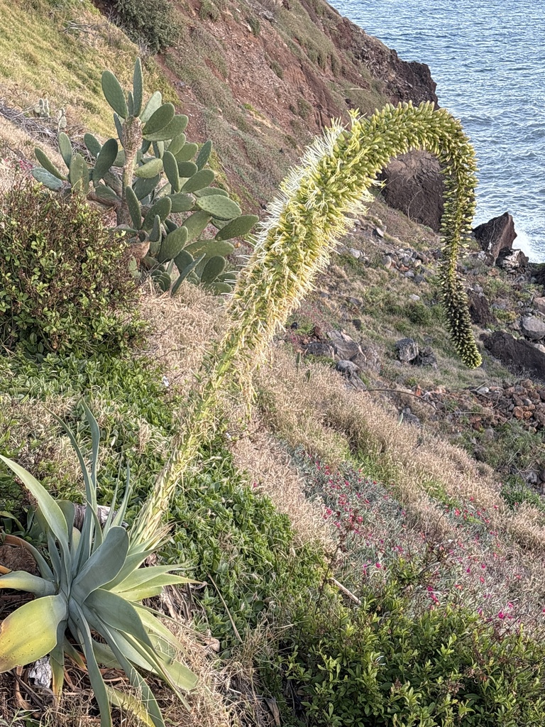 アガベ アテナータの花茎。湾曲して垂れ下がる独特の花穂、フォックステール(キツネの尾)と呼ばれる姿