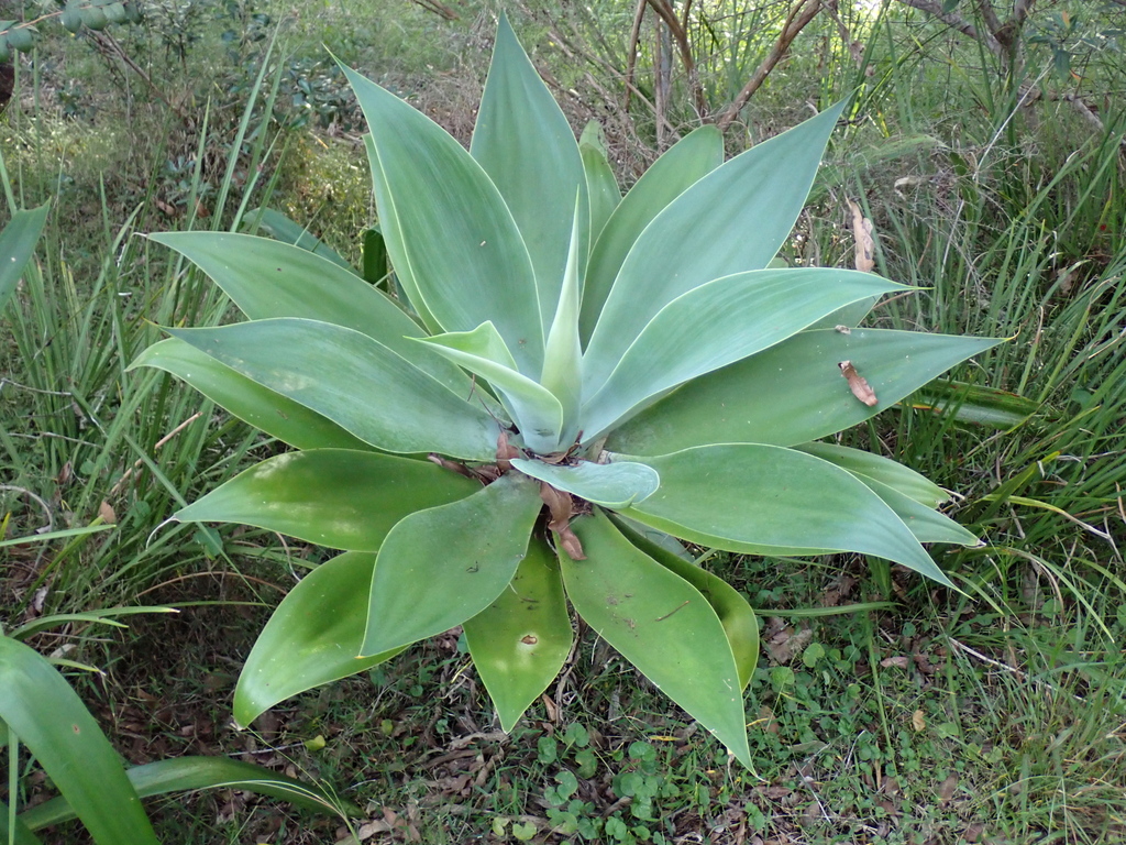 アガベ アテナータ(Agave attenuata)の株姿。棘のない柔らかい淡緑の葉の左右対称ロゼット