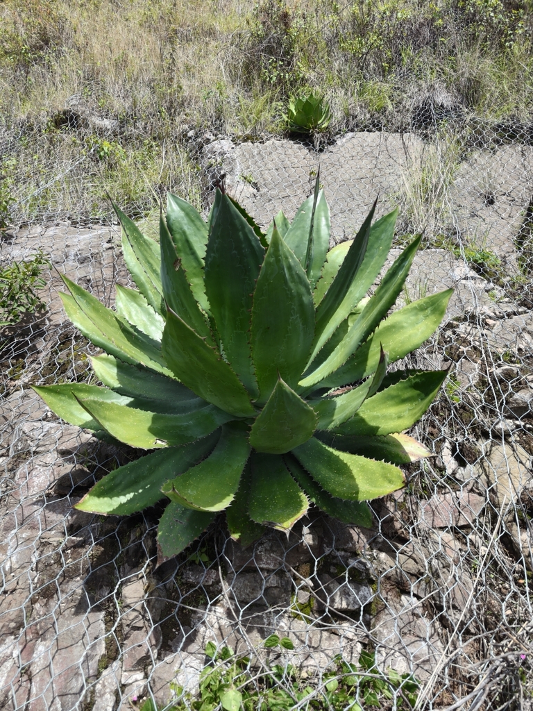 アガベ ボビコルヌータ(Agave bovicornuta)の株姿。岩場で育つロゼットと牛角状の鋸歯