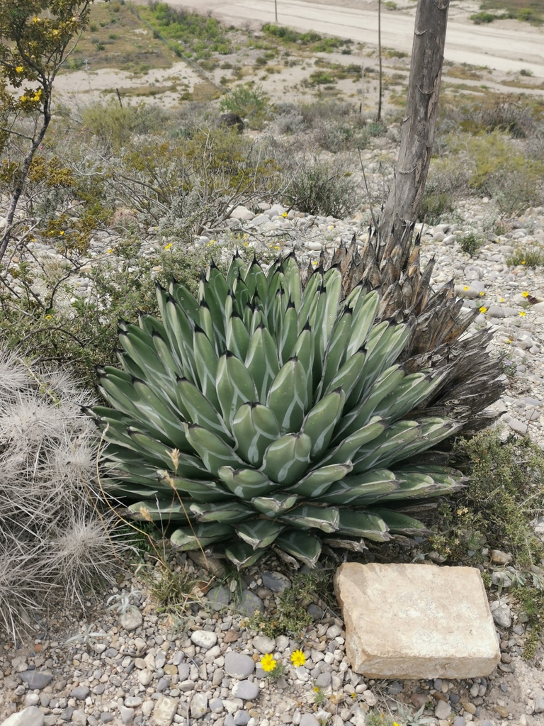 メキシコ・コアウイラ州の乾いた岩礫地に育つアガベ 笹吹雪の野生株