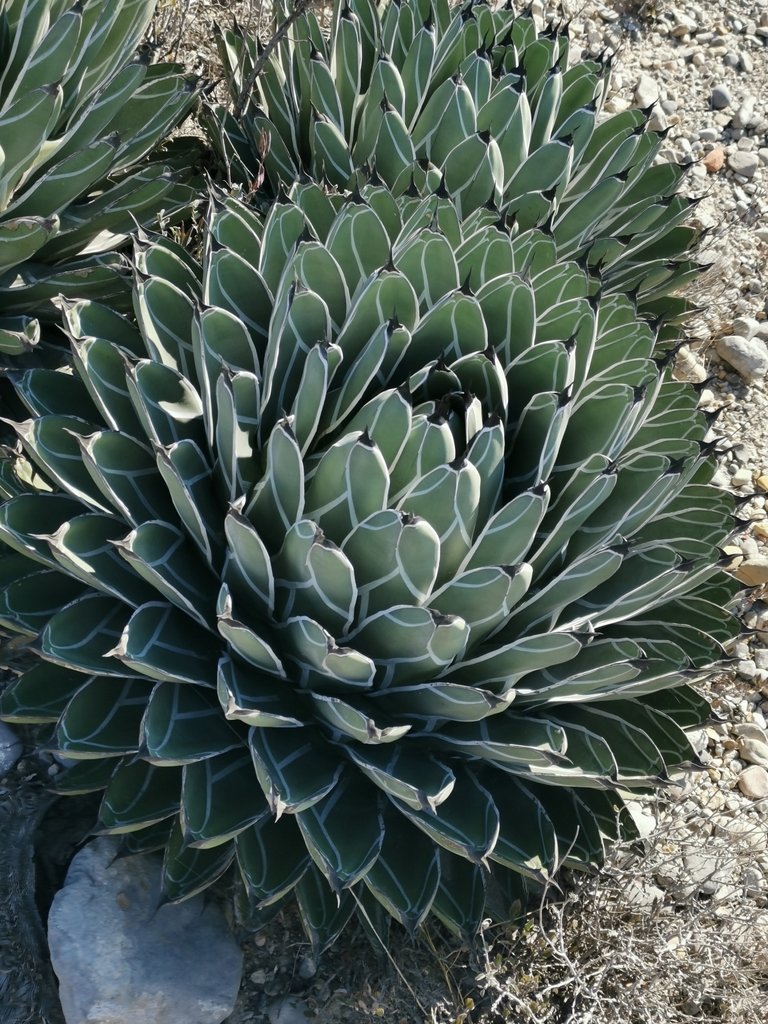 アガベ 笹吹雪(Agave nickelsiae)の幾何学的なロゼット。白い覆輪と黒褐色の刺