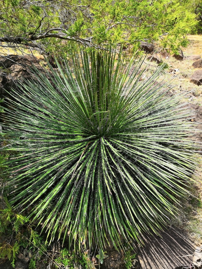 アガベ ジェミニフローラ(Agave geminiflora)の株姿。細い線形葉が放射状に広がるロゼット