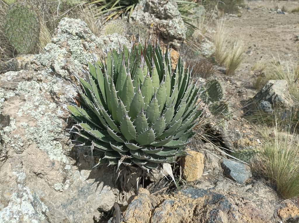 アガベ ホリダ(Agave horrida)の株姿。岩場で育つ成熟ロゼットと牙状の鋸歯