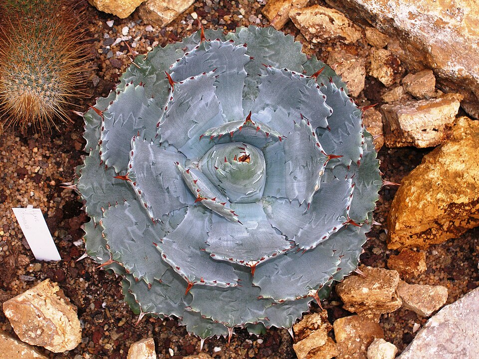 アガベ 甲蟹(Agave isthmensis)の株姿。波打つ葉縁と赤い連刺の小型ロゼット