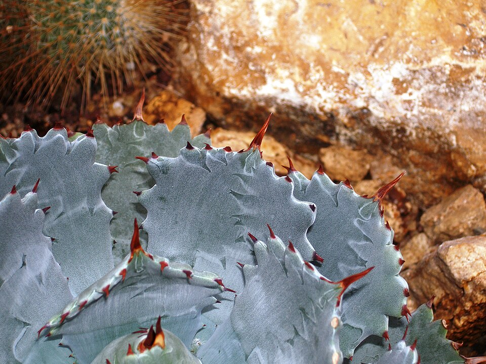 アガベ 甲蟹(Agave isthmensis)の葉縁。波打つマージンと赤褐色の鋸歯(連刺)