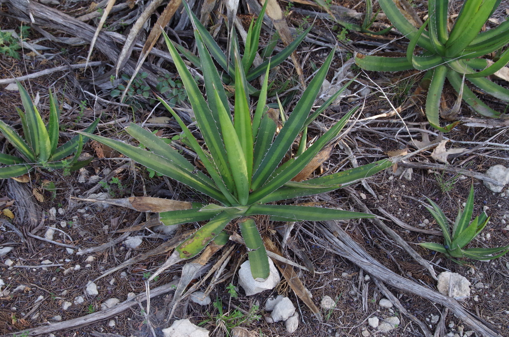 アガベ 五色万代（Agave lophantha Quadricolor）の親種ロファンサの株姿。中央の淡色帯と縁の鋸歯