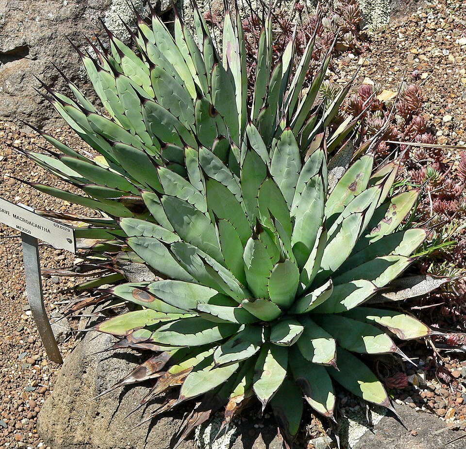 アガベ 八荒殿(Agave macroacantha)の株姿。青灰色の細葉と黒い頂端刺を持つ整ったロゼット