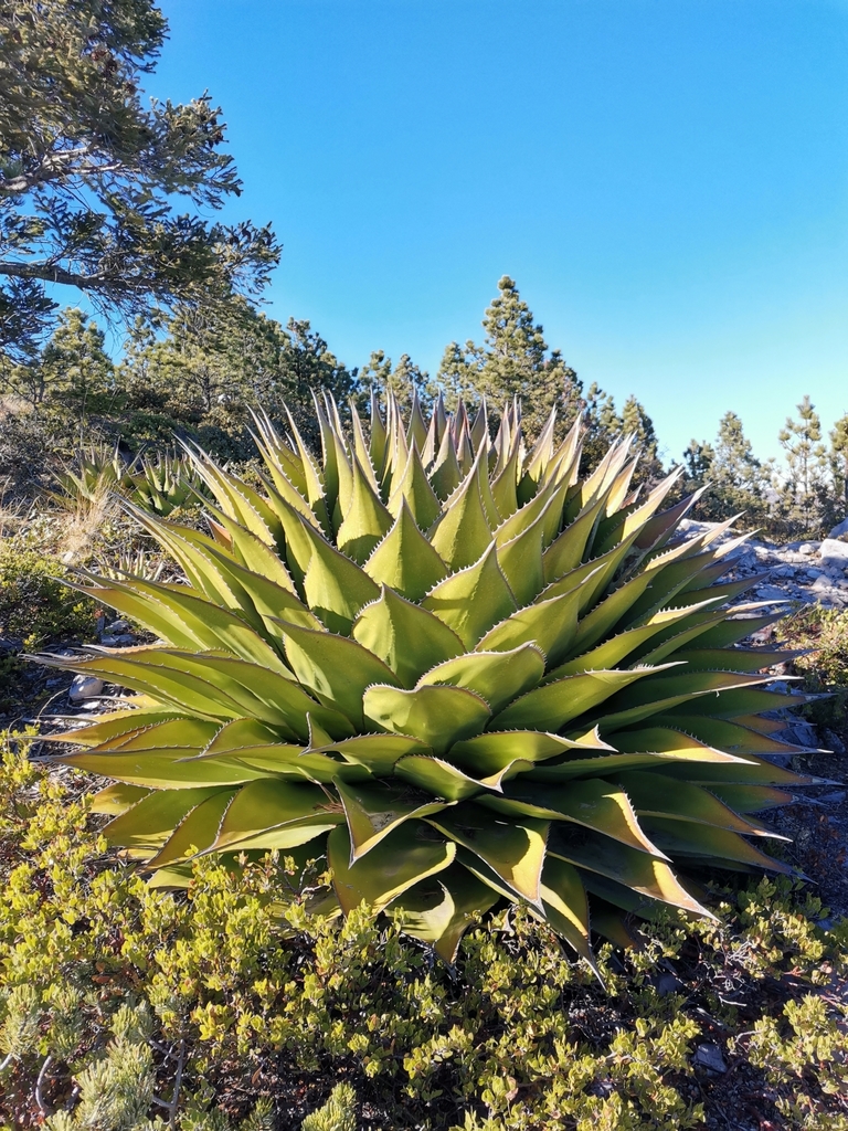 アガベ モンタナ(Agave montana)の株姿。高山の岩場で育つ半球状の密なロゼット