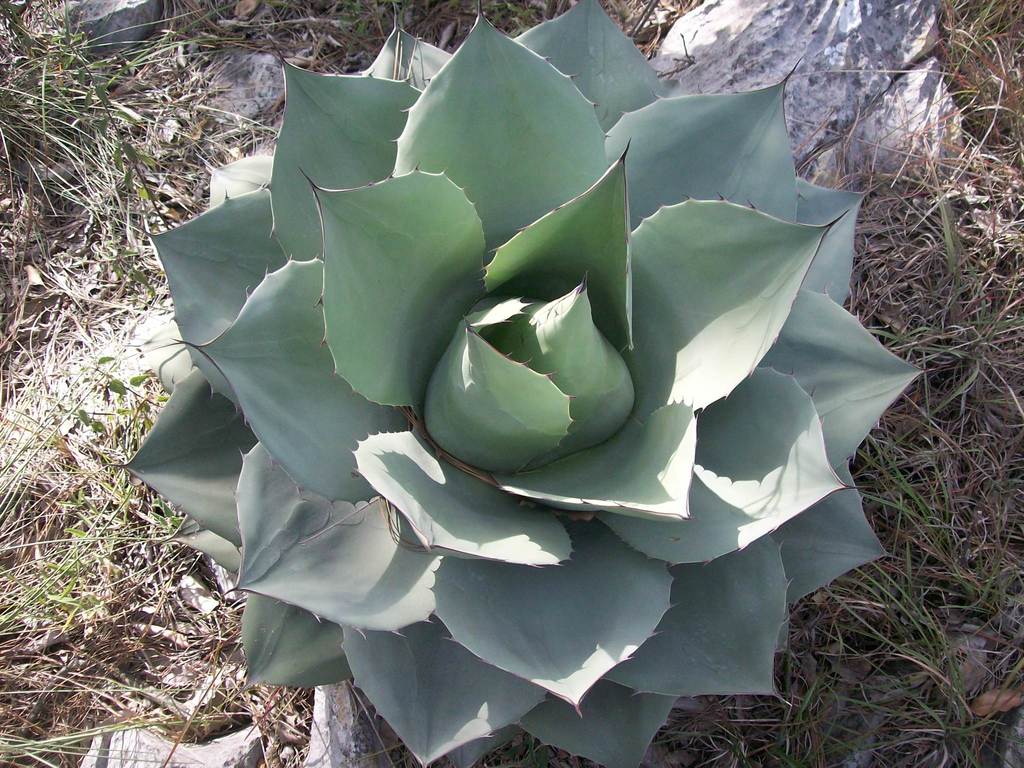 アガベ オバティフォリア(Agave ovatifolia)の株姿。幅広で青白くカップした葉が放射状に並ぶロゼット