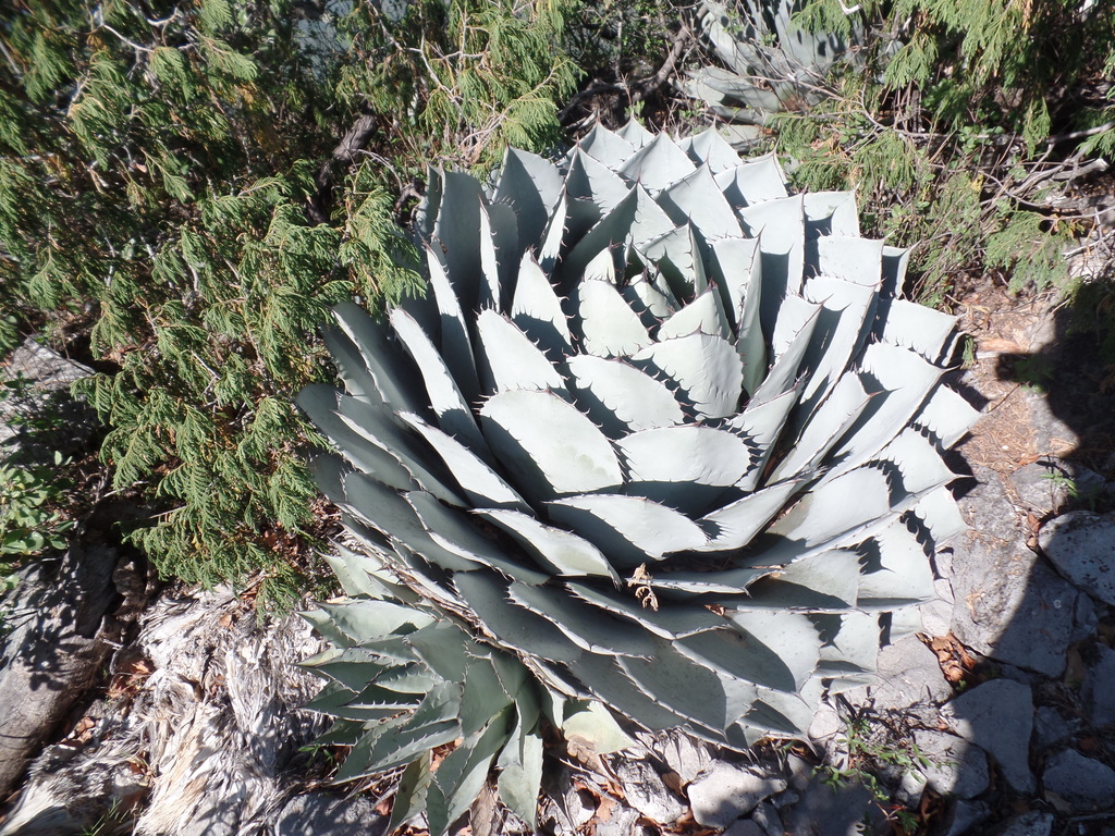 アガベ パラサナ(Agave parrasana)の株姿。青白いキャベツ状の締まったロゼットと赤褐色の鋸歯
