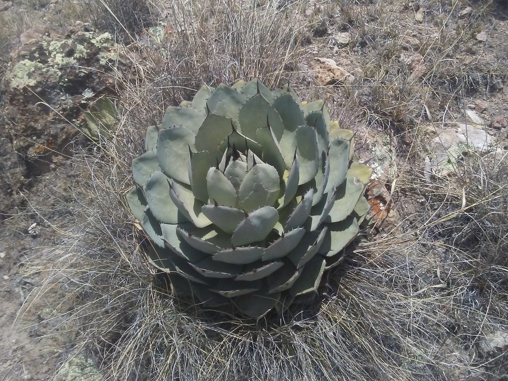 アガベ パリー トランカータ(Agave parryi var. truncata)の青白い締まったロゼット。アーティチョークのような株姿