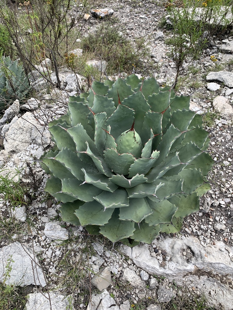 アガベ 雷神(Agave potatorum)の株姿。石灰岩の岩場で育つコンパクトな青緑のロゼットと赤褐色の鋸歯