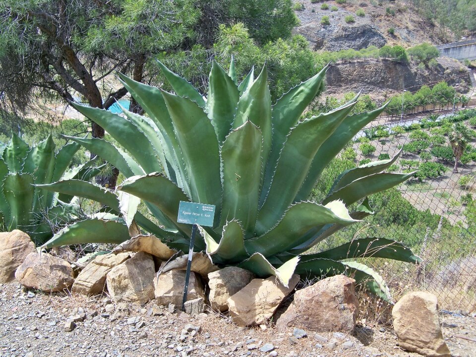 アガベ サルミアナ・フェロックス(Agave salmiana var. ferox)の株姿。岩場の乾いた屋外で育つ大型ロゼット
