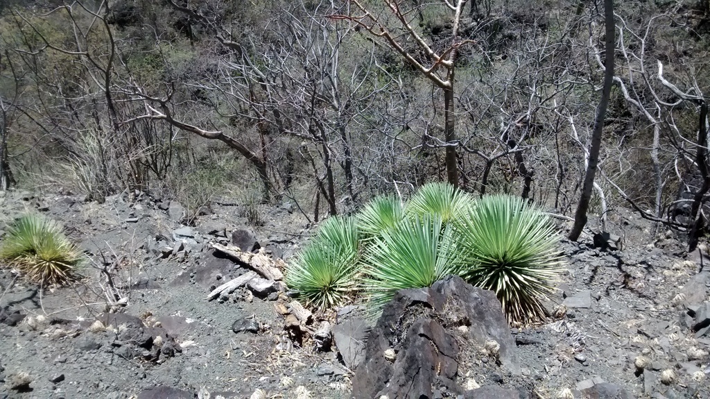 メキシコの乾いた岩場・砂礫地に自生するアガベ 吹上