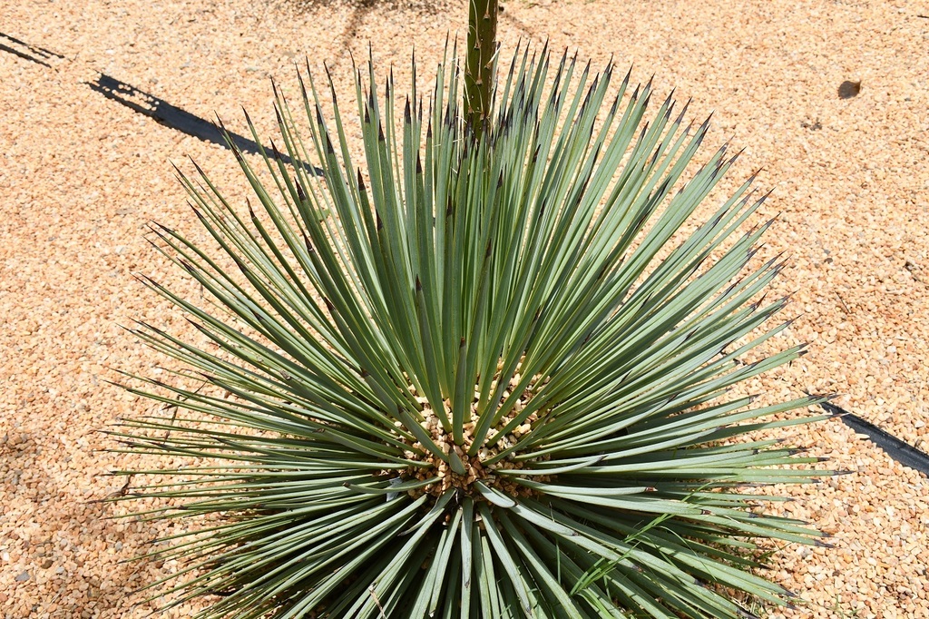 アガベ 吹上(Agave stricta / Echinoagave stricta)の球状ロゼット。細い針状の葉が密集する株姿