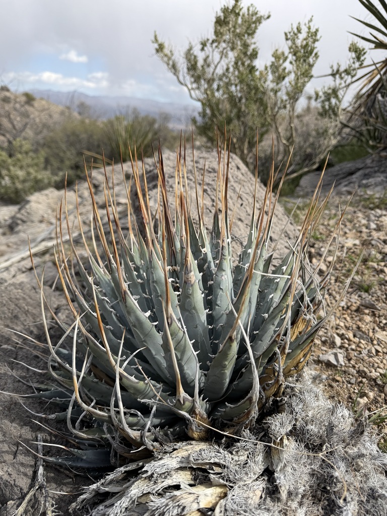 アガベ エボリスピナ(Agave utahensis var. eborispina)の株姿。長い象牙色の頂端刺を持つ青灰色のロゼット