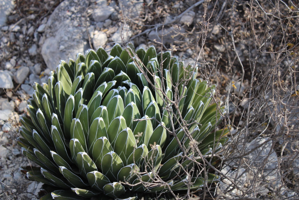 アガベ 笹の雪(Agave victoriae-reginae)の成熟ロゼット。白覆輪の幾何学的な葉が密に重なるドーム状の株姿