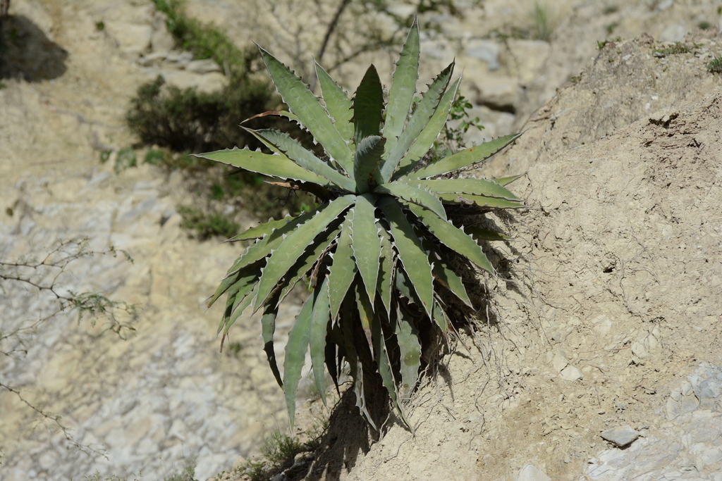 アガベ キシロナカンサ(Agave xylonacantha・酒呑童子)の株姿。岩場で育つロゼットとのこぎり状の鋸歯