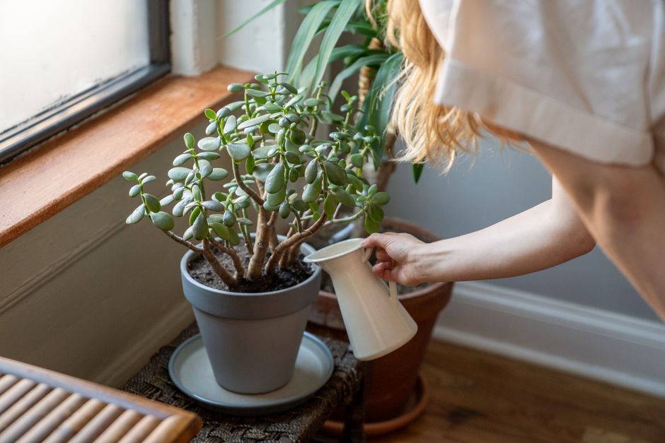 多肉植物に水やりをするイメージ