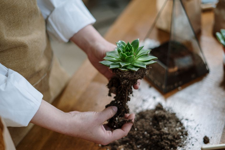 多肉植物の株と根のイメージ