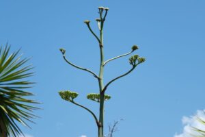 アガベの花茎のイメージ